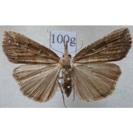 Hypena rostralis (Linnaeus, 1758) Rozszczepka nosatka Slovakia100g